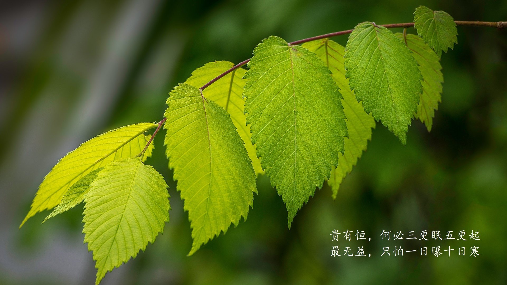 开云官方网页登录-精彩羽毛球比赛精彩集锦，羽毛球精彩集锦top10