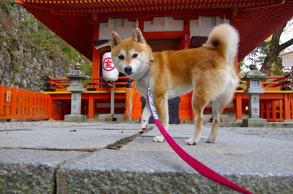布莱顿高强度逼抢赢得球权主动，布莱顿ds