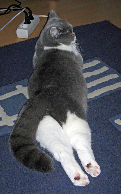 英超最后冲刺：悬念拉满，激情无限！，英超最后几名降级