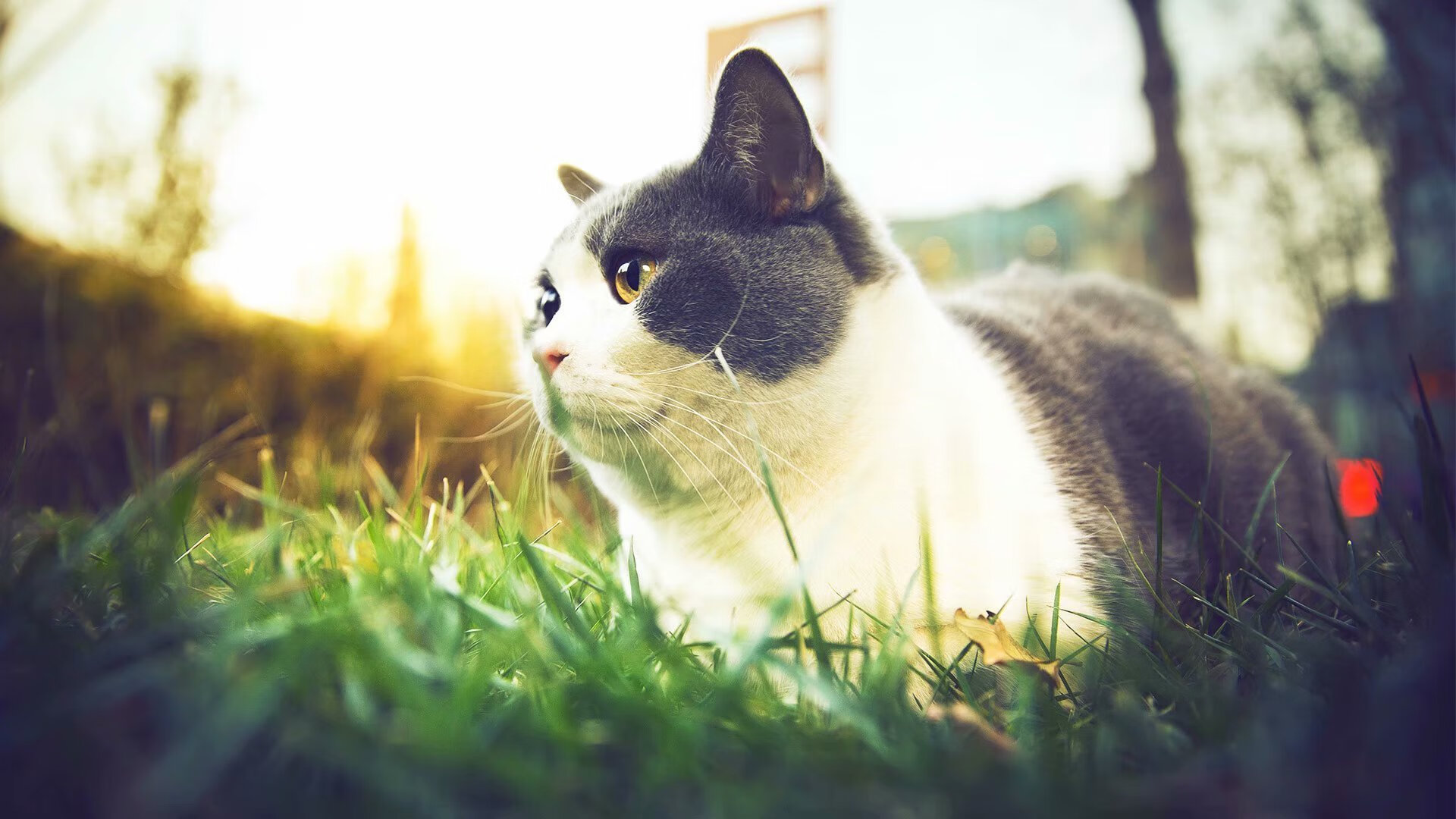 kaiyun官方网站-荷兰女将自由泳短程展现爆发力，荷兰游泳奥运冠军